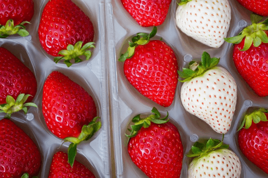 🍓いちご狩りプラン🍓【春限定】40分間甘くてジューシーな苺食べ放題♪甘酸っぱいイチゴの香りで、春旅を特別な思い出に🌼