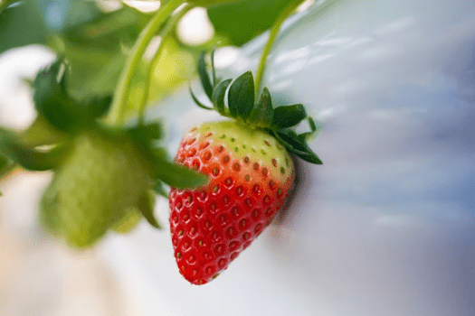 🍓いちご狩りプラン🍓【春限定】40分間甘くてジューシーな苺食べ放題♪甘酸っぱいイチゴの香りで、春旅を特別な思い出に🌼