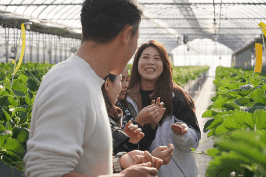 🍓いちご狩りプラン🍓【春限定】40分間甘くてジューシーな苺食べ放題♪甘酸っぱいイチゴの香りで、春旅を特別な思い出に🌼