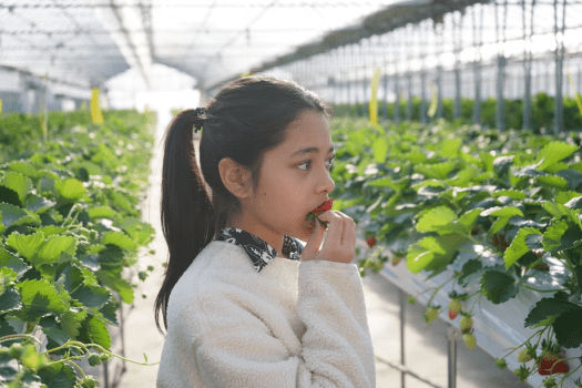 🍓いちご狩りプラン🍓【春限定】40分間甘くてジューシーな苺食べ放題♪甘酸っぱいイチゴの香りで、春旅を特別な思い出に🌼