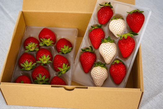 🍓いちご狩りプラン🍓【春限定】40分間甘くてジューシーな苺食べ放題♪甘酸っぱいイチゴの香りで、春旅を特別な思い出に🌼