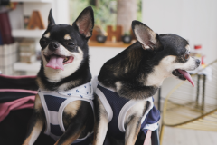 【愛犬同伴OK🐾】ドッグコテージ＜Oahu -オアフ-／2ベッド＞