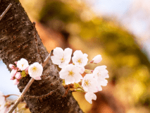薄紅の花弁が散る、春の散策。心地よい陽射しと鳥の声、自然を愉しむ旅を、始めませんか