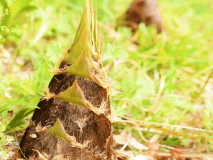 ◆春の『タケノコ&times;山菜』プラン◆時期に合わせた&ldquo;山里の美味&rdquo;。春の訪れを告げる、山の幸を召し上がれ