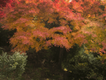 ◆森景客室◆【二人静・れんげ・すみれ】(10畳+広縁)～[養老の森]に包まれる～