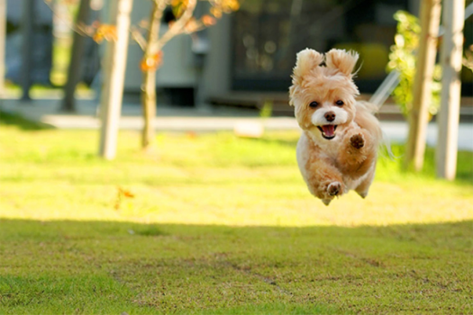 《三井アウトレットパーク 滋賀竜王クーポン付き》愛犬と泊まるワン旅🐾 ～ドギーズグランピング滋賀今津浜～＜選べるお食事＞