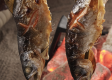 囲炉裏会席「焼き物チップ（山女魚）姿焼き」