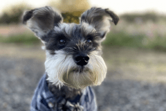 【犬同伴エリア】キャンプサイト