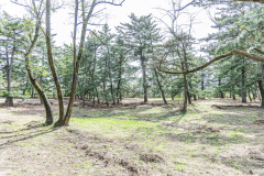 キャンプサイト