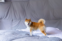 【愛犬同伴可】「ドッグドーム」4ベッド・定員6名