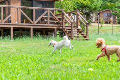 【愛犬同伴可】「ドッグドーム」4ベッド・定員6名