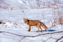 スノーシューレンタル【1日】