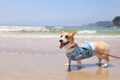 【ドッグフレンドリープラン】海を望も開放的なドッグラン＆愛犬と一緒に味わうTHE BONDS特製ディナー《愛犬用ディナー無料！》