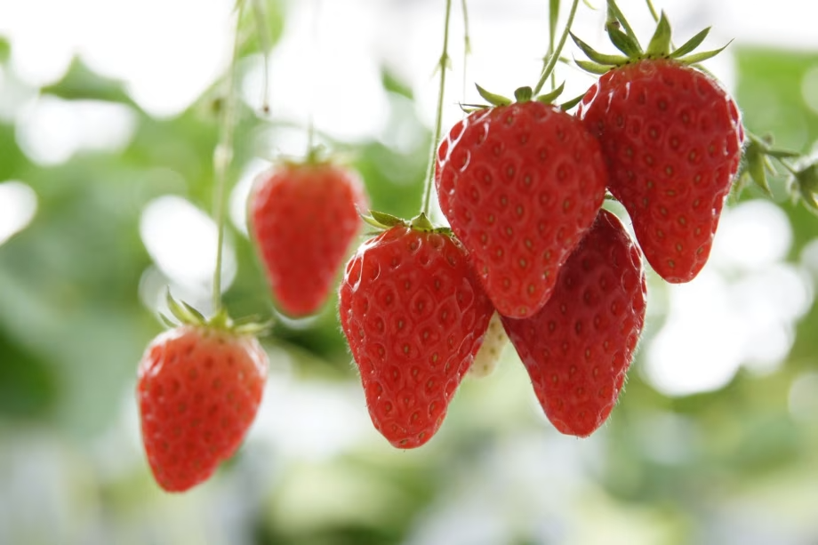 美味しいいちごを選べる楽しさ♪♪