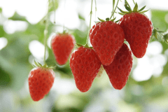 美味しいいちごを選べる楽しさ♪♪