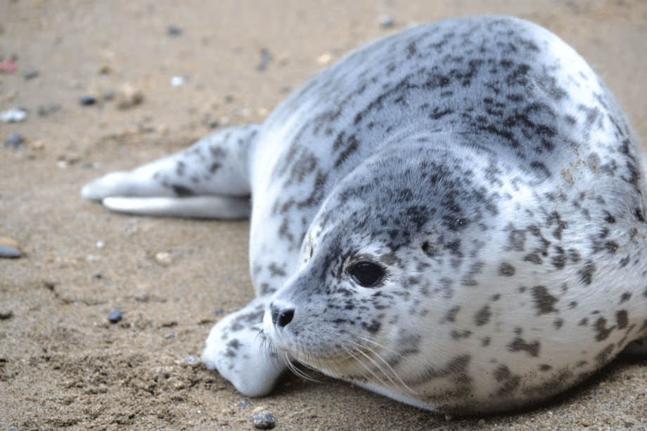 【伊豆・三津シーパラダイス】食いしん坊なアシカやアザラシたちにお魚をあげよう！