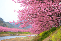 本州一の早咲き桜として知られる河津桜