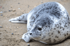 【伊豆・三津シーパラダイス】食いしん坊なアシカやアザラシたちにお魚をあげよう！