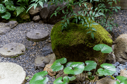 壬生もみじ - 坪庭