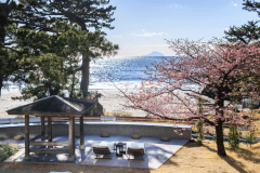 今井荘で咲く河津桜（潮彩テラス）