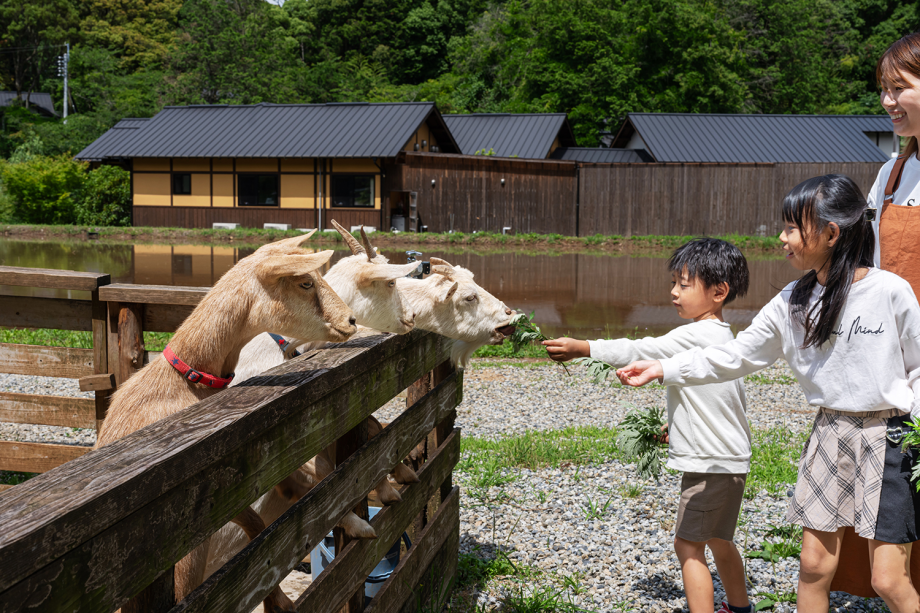 【ヤギの餌やり体験】敷地内の畜舎ではヤギたちなど、生き物と触れ合うことができます。
