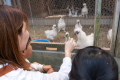 【にわとり】鶏舎では卵とり体験など自然とのふれあいが楽しめます。