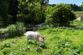 ヤギの放牧。風が運ぶ新鮮な空気、光り輝く太陽の下ですくすく育っています。