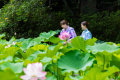 8月。松泉湖の蓮が見頃を迎える