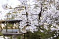 4月上旬。庭園の桜が見頃を迎える
