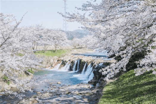 【ご予約は4月10日まで｜限定10室】桜香る春の滞在＜桜煎茶お土産付き＞