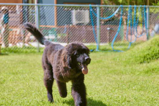 AWAJI DOG BASE | プランから選ぶ