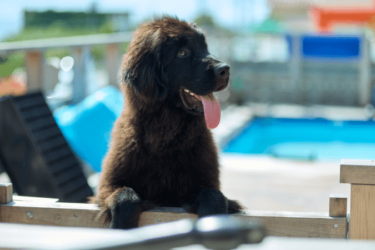 AWAJI DOG BASE | プランから選ぶ