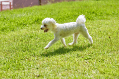 【直前割20%OFF】予定が空いたらお得にグランピング♪ワンちゃんと一緒にお気軽Stay◆～気ままに自由な旅を～