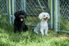 【お好きにアレンジ♪】ワンちゃんとゆっくり過ごす素泊り・自由に持込可プラン