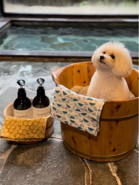 愛犬と楽しむ温泉旅