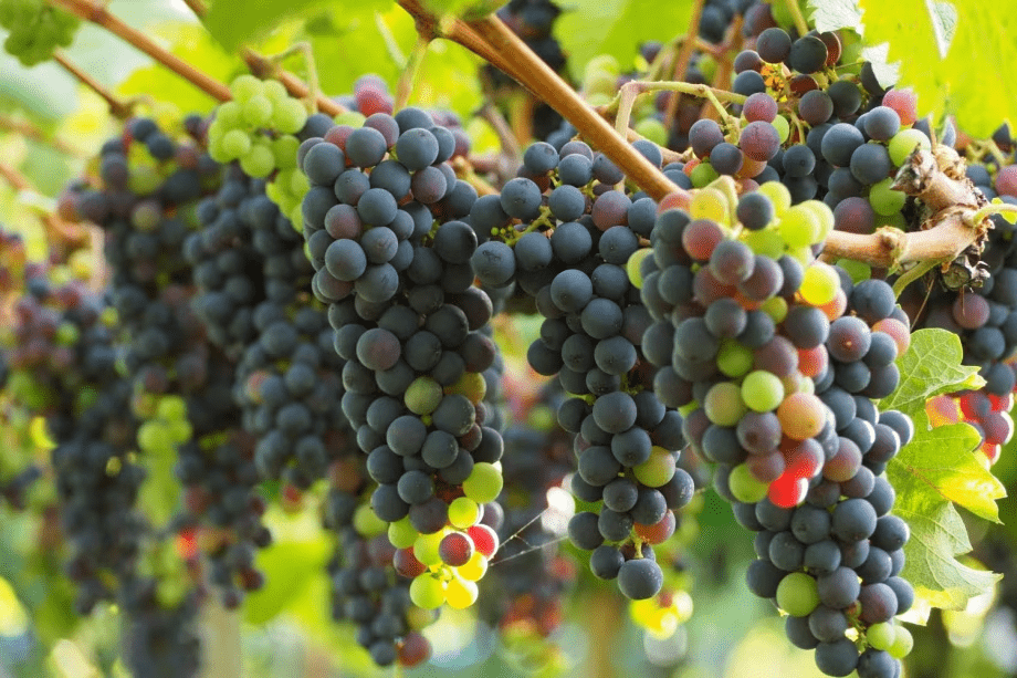 岩崎醸造株式会社　本格醸造のホンジョーワイン