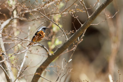 庭を住処とする無数の虫や野鳥たち