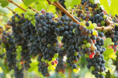 岩崎醸造株式会社　本格醸造のホンジョーワイン