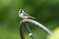 鳥たちのさえずりとともに迎える清里高原の朝