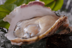 【岩牡蠣】ぷりぷり濃厚でクリーミーな海のミルクともいわれる夏の味覚・岩牡蠣！