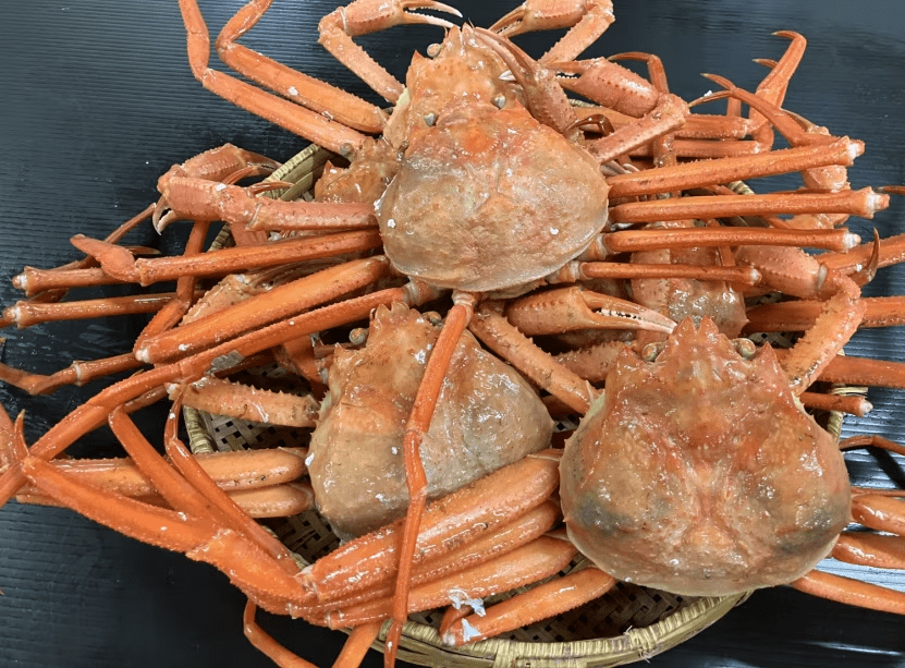 【紅ズワイガニ食べ放題】 ご好評につきカニ食べ放題が復活！日本海の温泉宿で満腹旅🦀【期間限定】