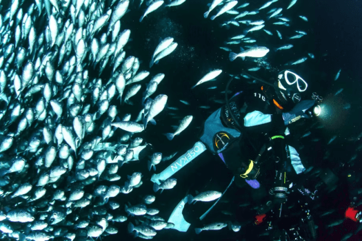 【素泊まりプラン】◆お子様歓迎◆ダイビングの聖地、大瀬崎の絶景を堪能（食事無し）