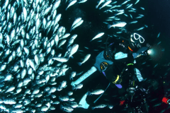 【素泊まりプラン】◆お子様歓迎◆ダイビングの聖地、大瀬崎の絶景を堪能（食事無し）