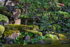【苔庭】ゆったりと苔庭を見ながら、苔庭には、木々に季節の花が咲きます。