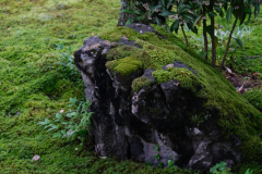 【苔庭】ゆったりと苔庭を見ながら、苔庭には、木々に季節の花が咲きます。