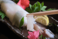 初夏の味覚・「白イカの姿造り」京丹後イカ 漁火～ISARIBI～