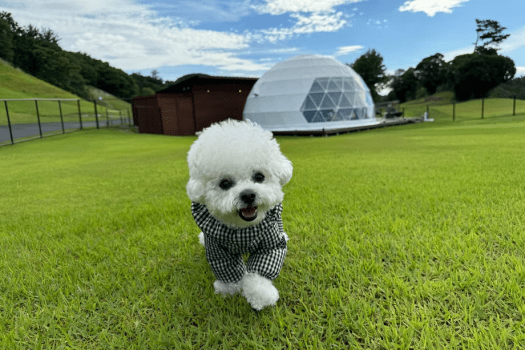 【わんちゃん連れプラン】3月・4月限定！～春のわんちゃん専用3大特典付きプラン～