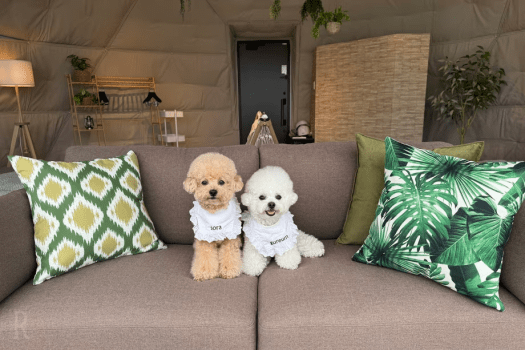 【わんちゃん連れプラン】3月・4月限定！～春のわんちゃん専用3大特典付きプラン～