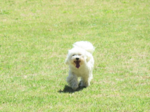 【部屋食】角部屋で明るい和室7.5畳でペットちゃんと一緒～スタンダード