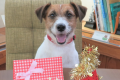 【愛犬・愛猫バースデープラン】年に1度の誕生日をお祝い！ケーキやプレゼントなどの特典つき